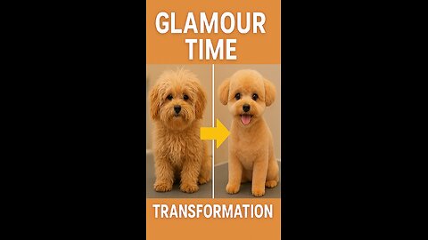 Glamour Time: Check out this furry little guy's transformation! 😍✂️