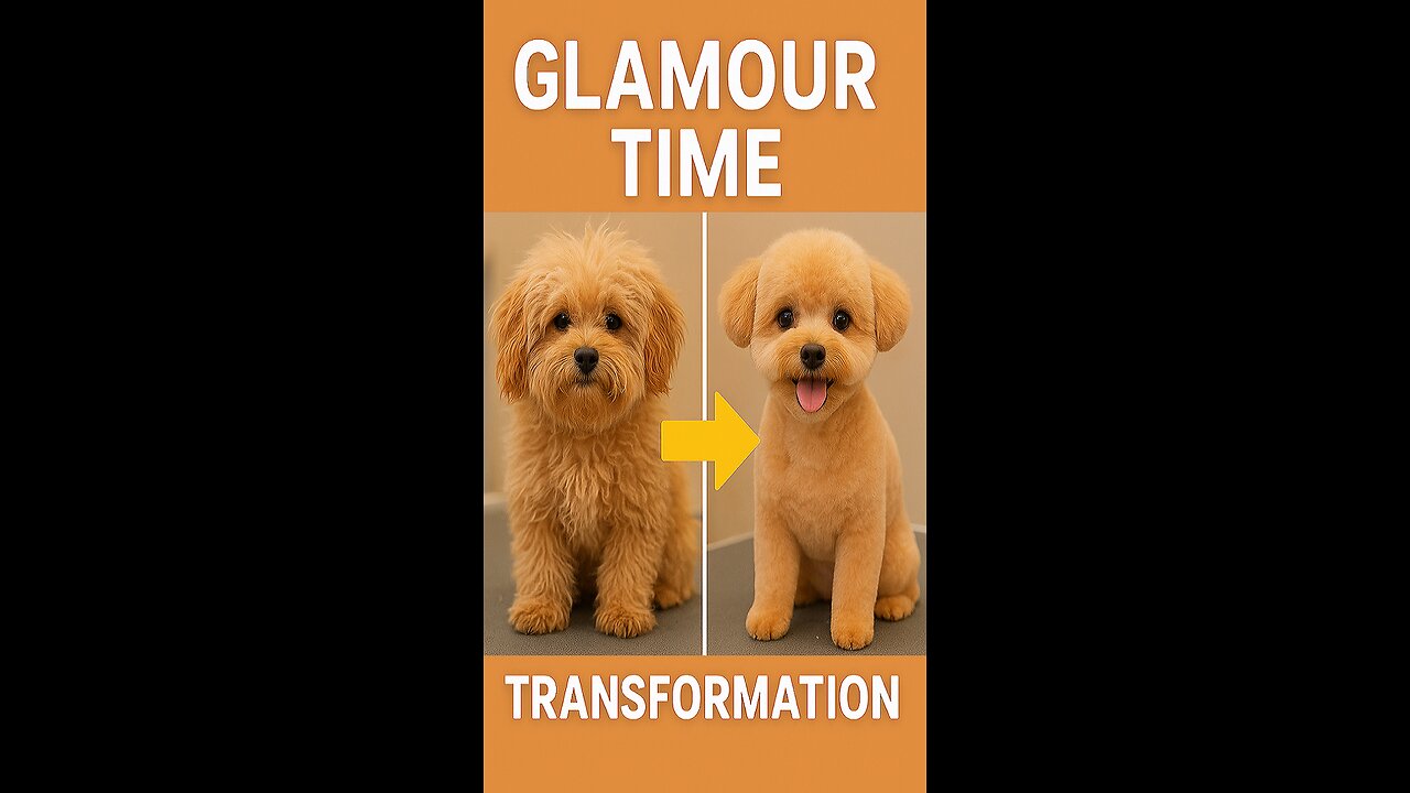 Glamour Time: Check out this furry little guy's transformation! 😍✂️