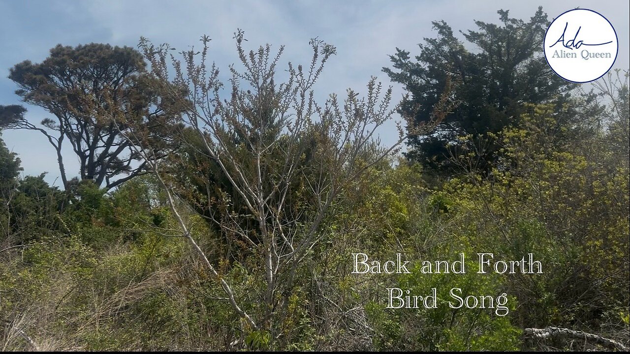 Ada Alien Queen • Bird Songs • Take #00001 • Back and Forth Bird Song