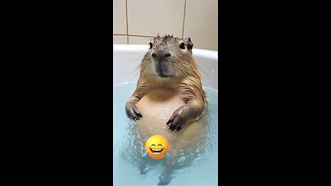Capybara's loves belly rubs 🤣🤣
