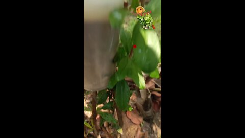 Pomegranate Propagation | अनार की कलम कैसे लगाए | Anar ki cutting kaise lagaye