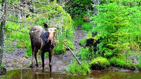 Mudhole Moose