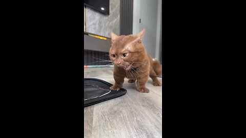 CatBull 😺
