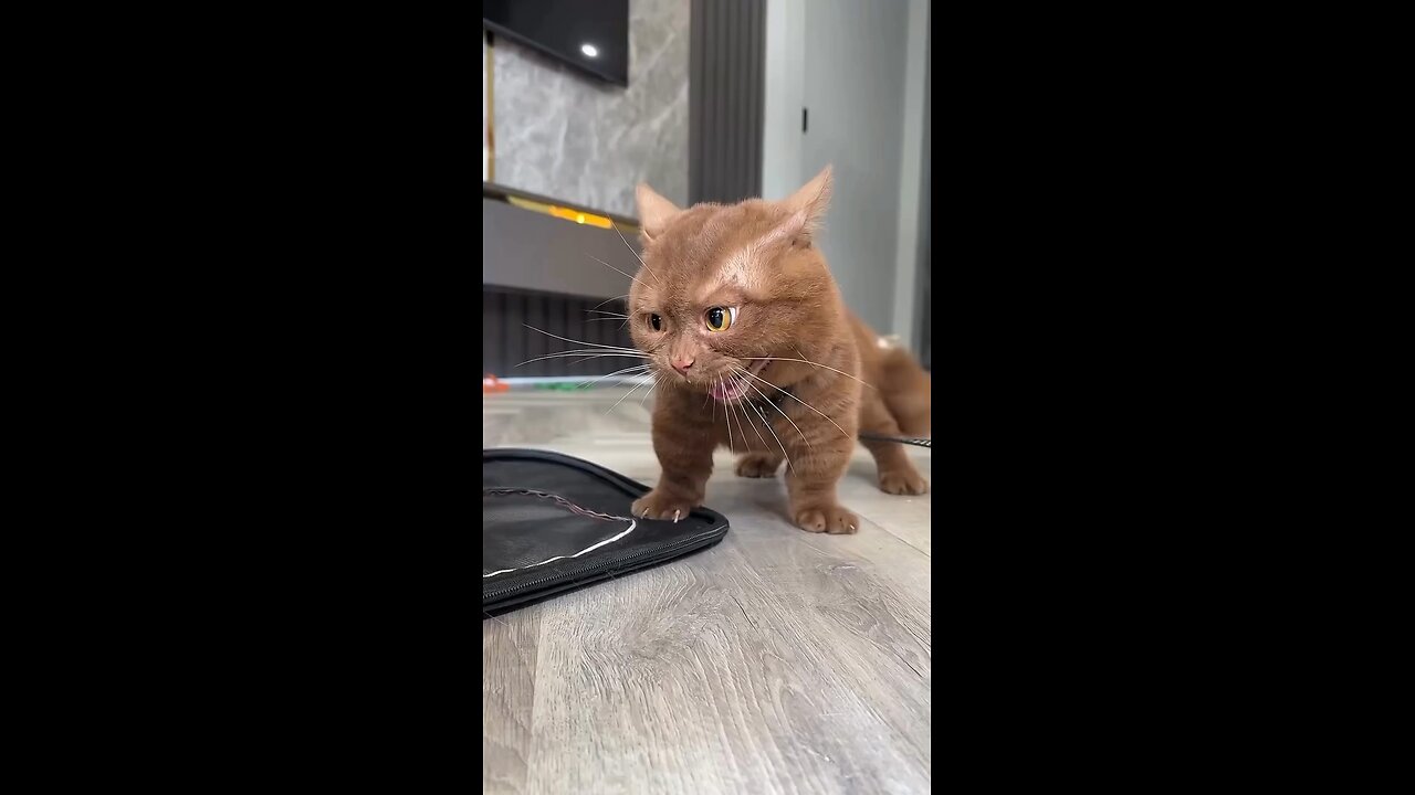 CatBull 😺