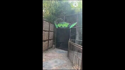 satisfying Video