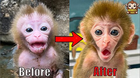The 30 day development process of baby monkey Yumy