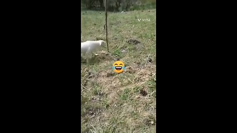 🤣😹 Funny animal videos 😹🤣 I sincerely hope you enjoy it; please #funnyanimals #cutecats tagram