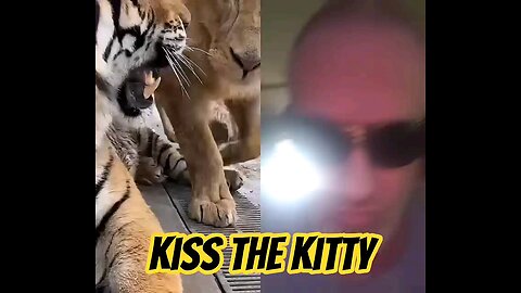 Kiss the Kitty Huge Majestic Beast Cat