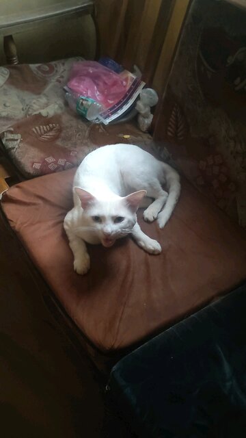 The Real Talking Tom