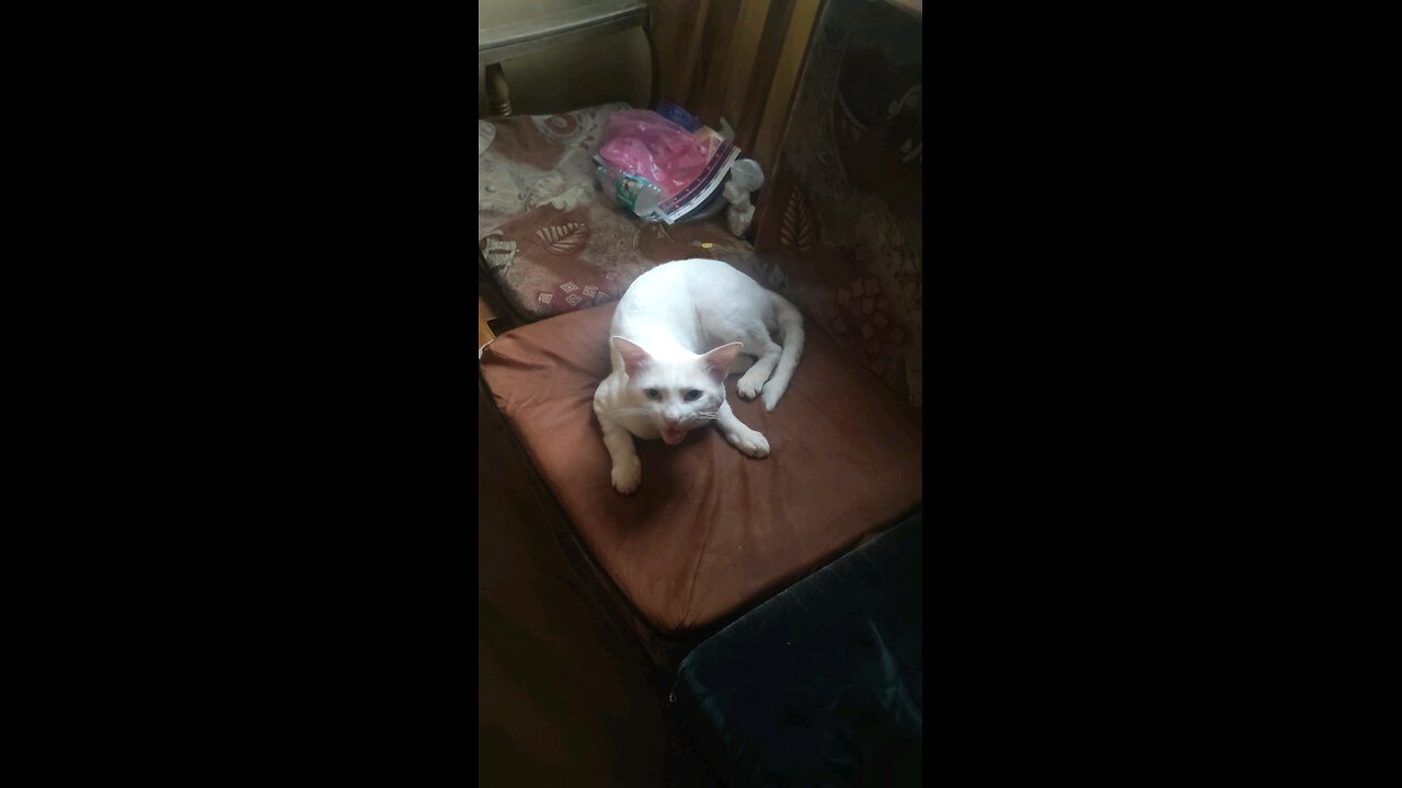 The Real Talking Tom