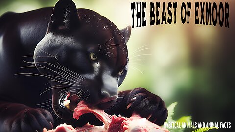 The Beast of Exmoor Mystery on the Moor - mini documentary