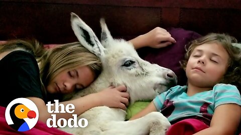 Sisters Have A Sleepover With Their Tiny Baby Donkey | The Dodo