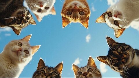 Animals, cats and dogs