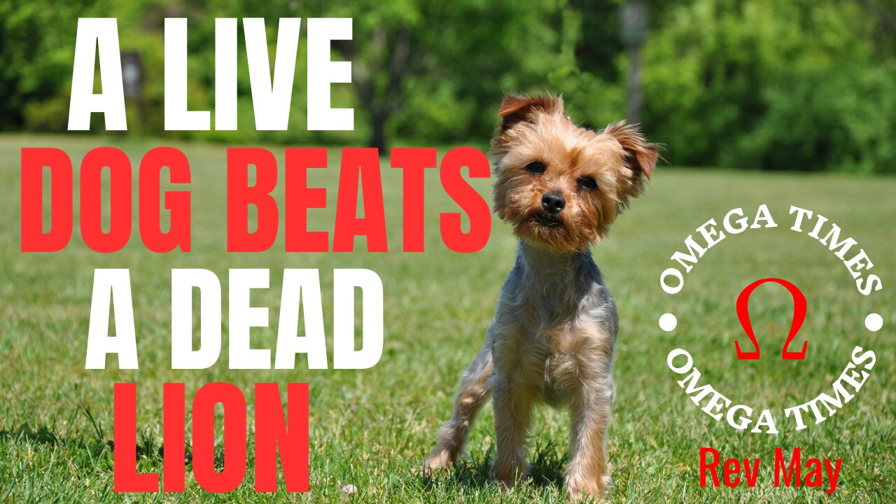 A Live Dog Beats A Dead Lion