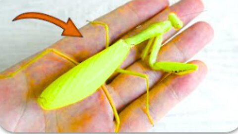 The life of a golden mantis