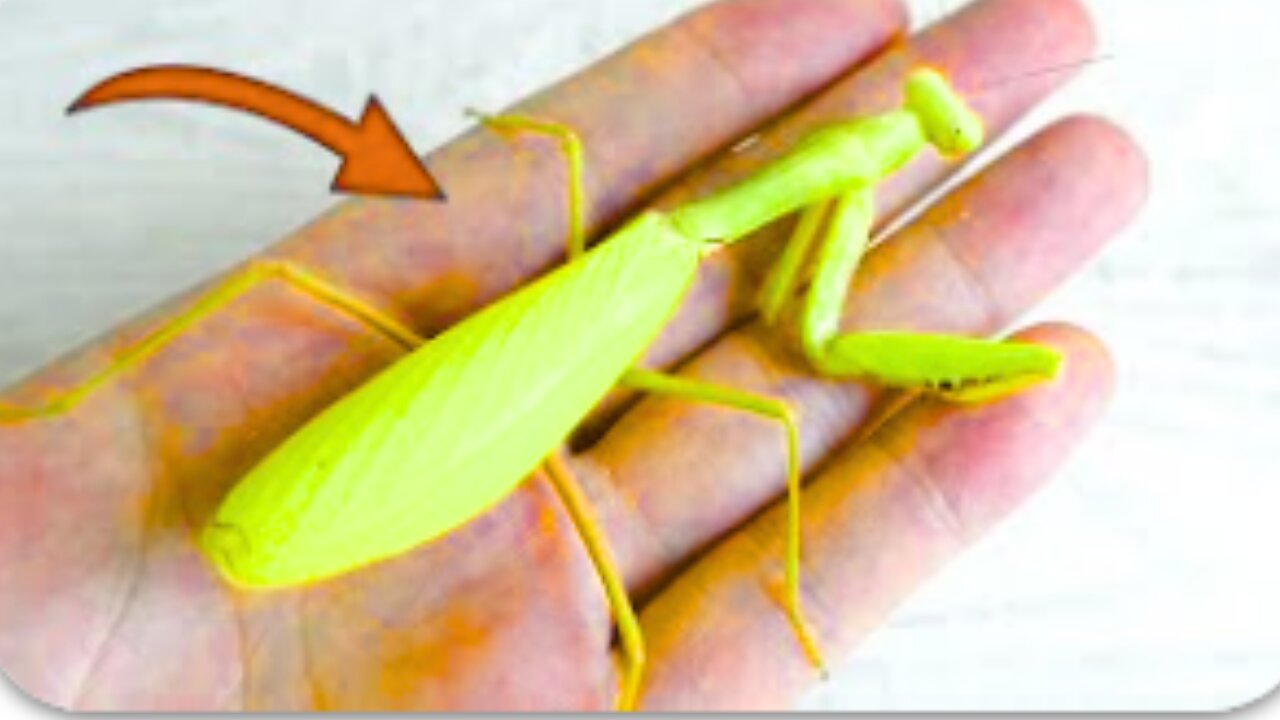 The life of a golden mantis