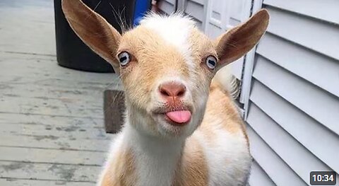 This is why GOATS are the FUNNIEST ANIMALS