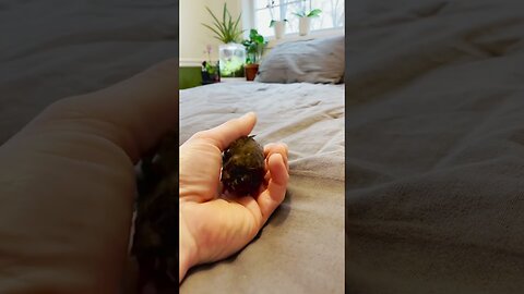 The guy bought an unusual chick on the street was shocked by who he grew up with