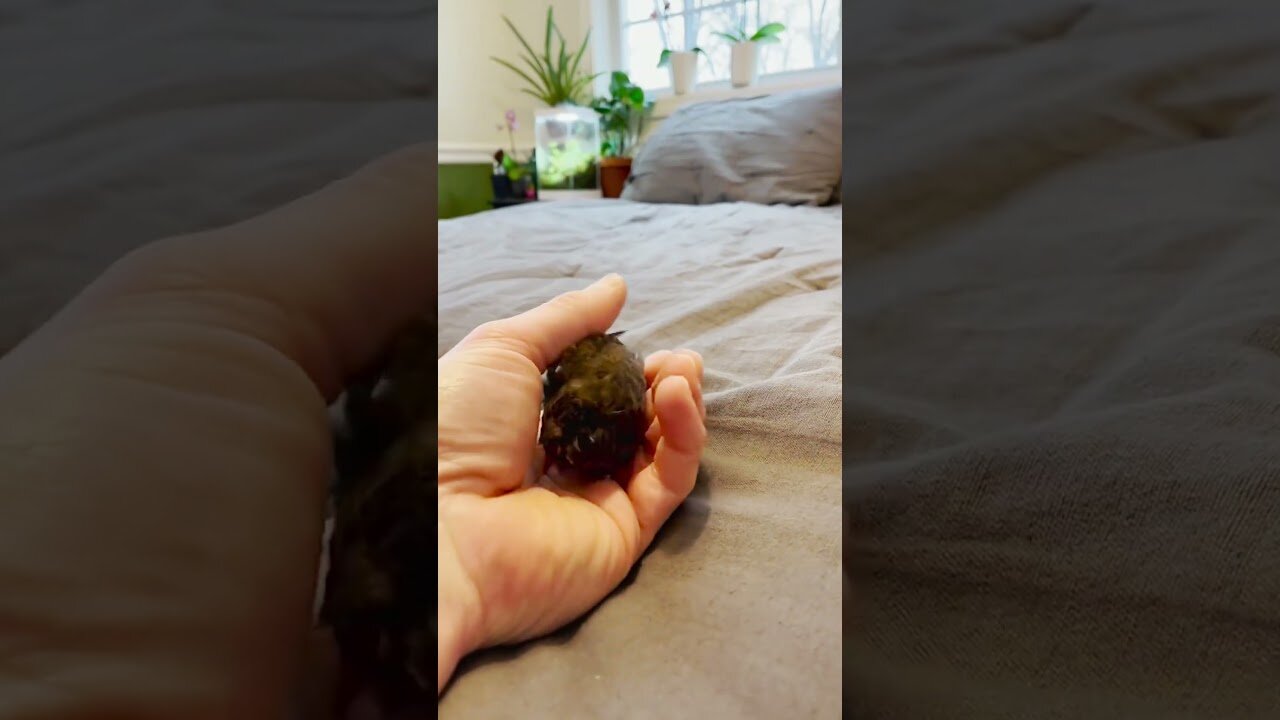 The guy bought an unusual chick on the street was shocked by who he grew up with