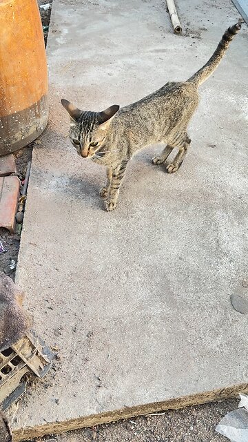 Confident Street Cat Walking Calmly 🐾🐈💋 #cat #cute #animals