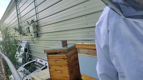 🐝Feed & Inspect da NUC/SWARM Hive 🐝