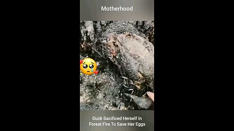 Sacrifice of Mama Duck