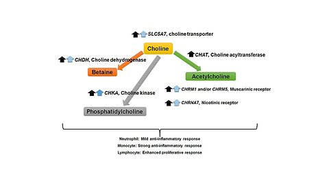 "Enhanced Cognitive Performance in Elderly Through Choline"