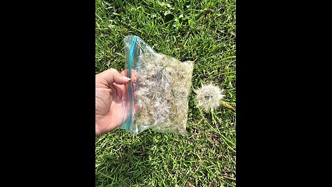 Foraging, 1 wish at a time.