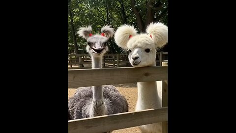 Cute &Funny Animals