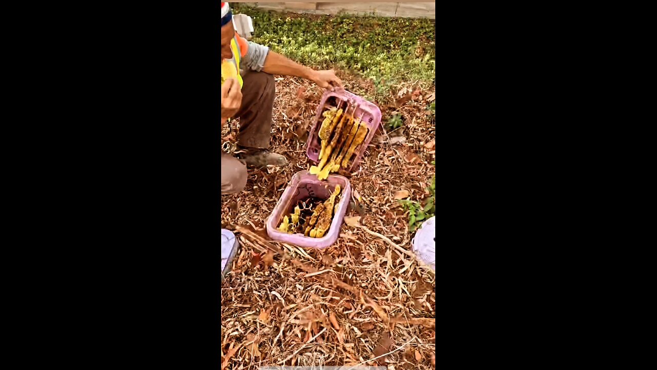 Free Honey