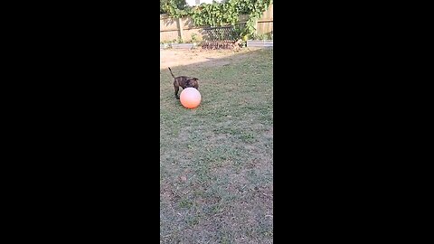 new puppy playing #viral #puppy #staffy