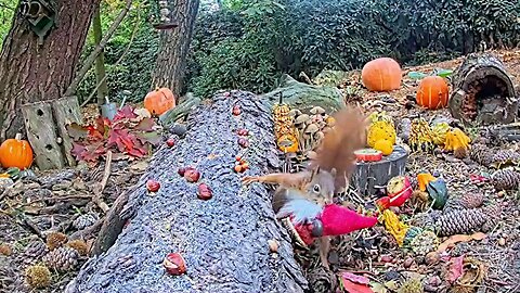 The squirrel was interested in the garden gnome, but luckily found another food 🐿😂😂