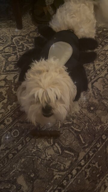 Dog in Spider Costume