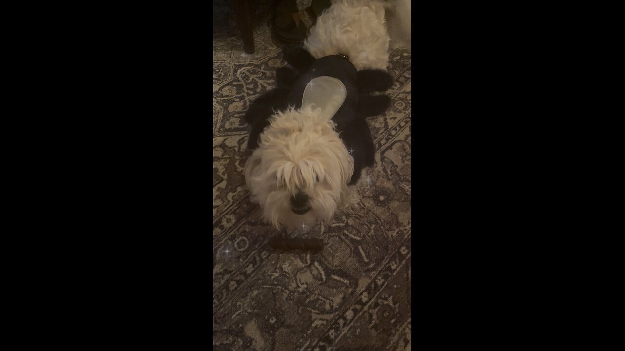 Dog in Spider Costume