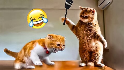 Funny Animal Moments