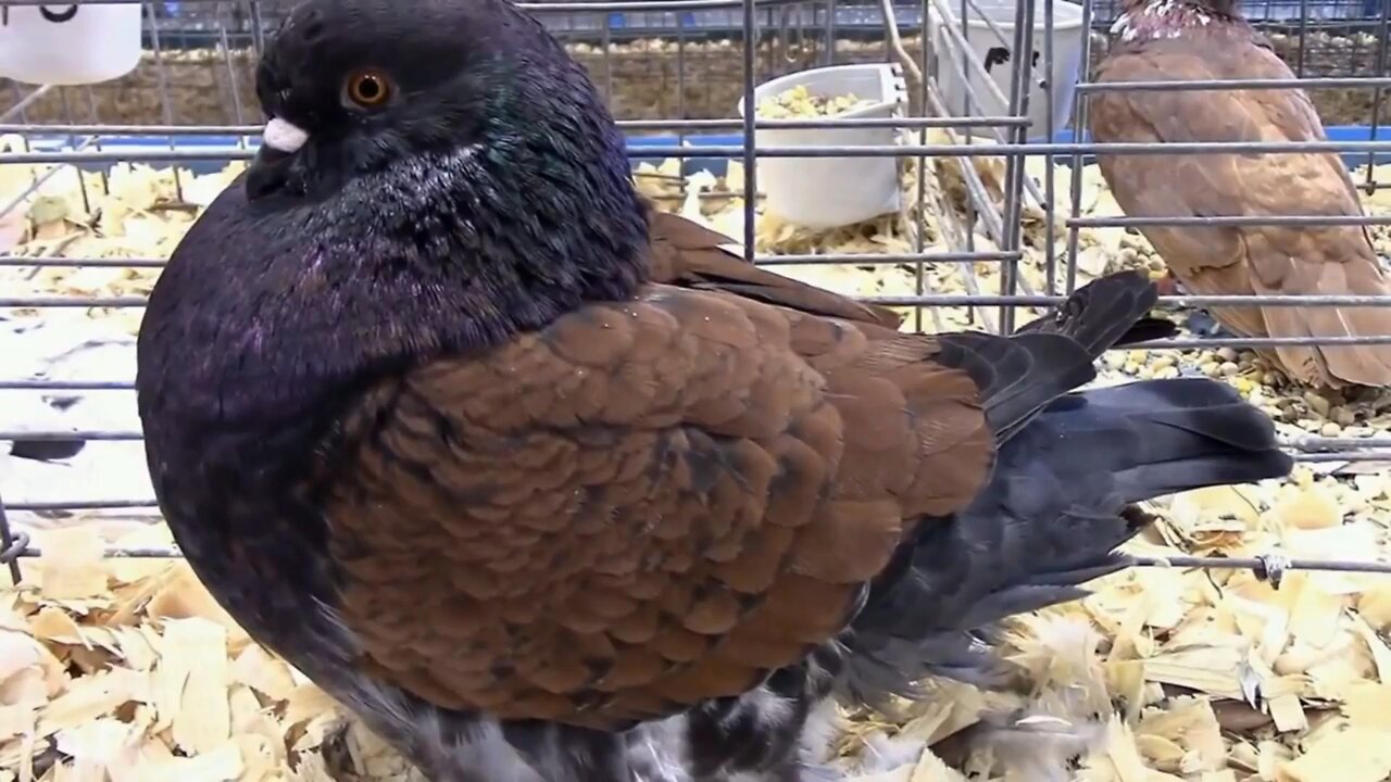 Pigeon Perfection: The Legacy of Modena Pigeons
