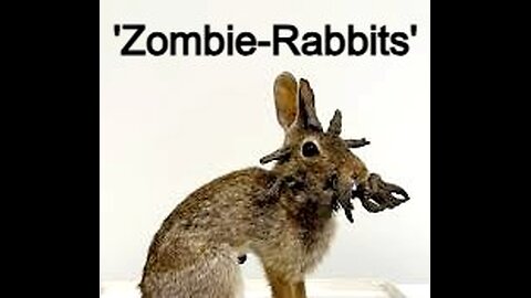 Zombie Rabbits