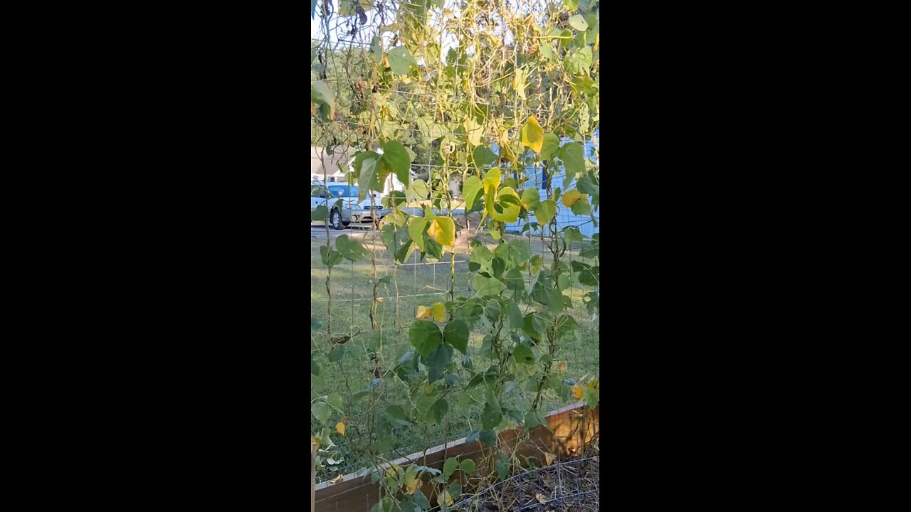 my garden is still producing