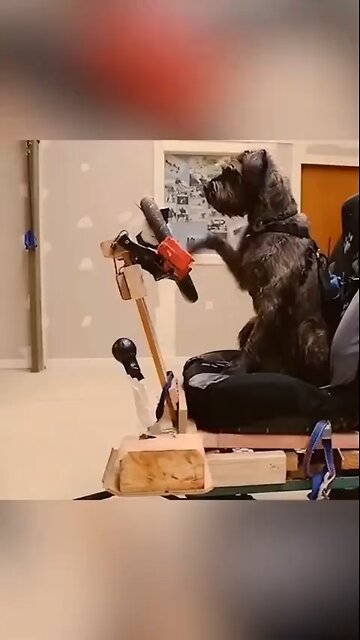 Love All Life Always #235 - Dogs Really Driving Cars. The First Dog To Do So Did It In 47 days!