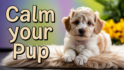 1 HOUR Calming Piano Music for Dog Anxiety & Sleep – Puppy Relaxation Sounds