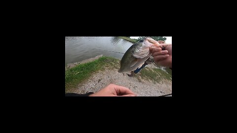 4 pounder