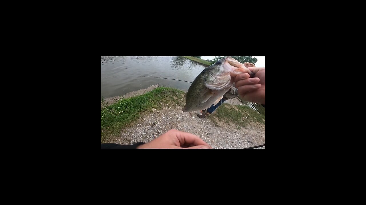 4 pounder