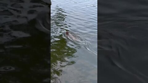 Born to swim monkey
