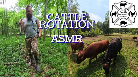 ASMR | Moving Cows to a New Forest Paddock 🌲🐄 | Peaceful Regenerative Farm Sounds