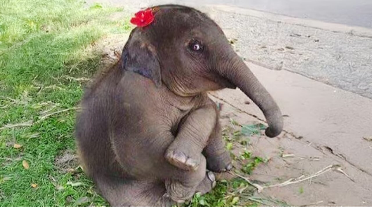 Baby Elephants Being Too Cutest to Handle 🐘 Funniest Animal Video!