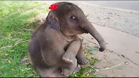 Baby Elephants Being Too Cutest to Handle 🐘 Funniest Animal Video!