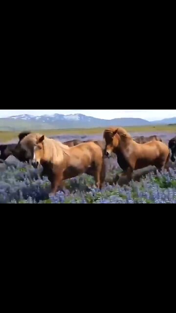 THE HEART OF OUR FAITH - DAILY DEVOTIONAL ❤️