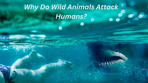Cuddly But Deadly: Animals That Look Innocent But Are Dangerous