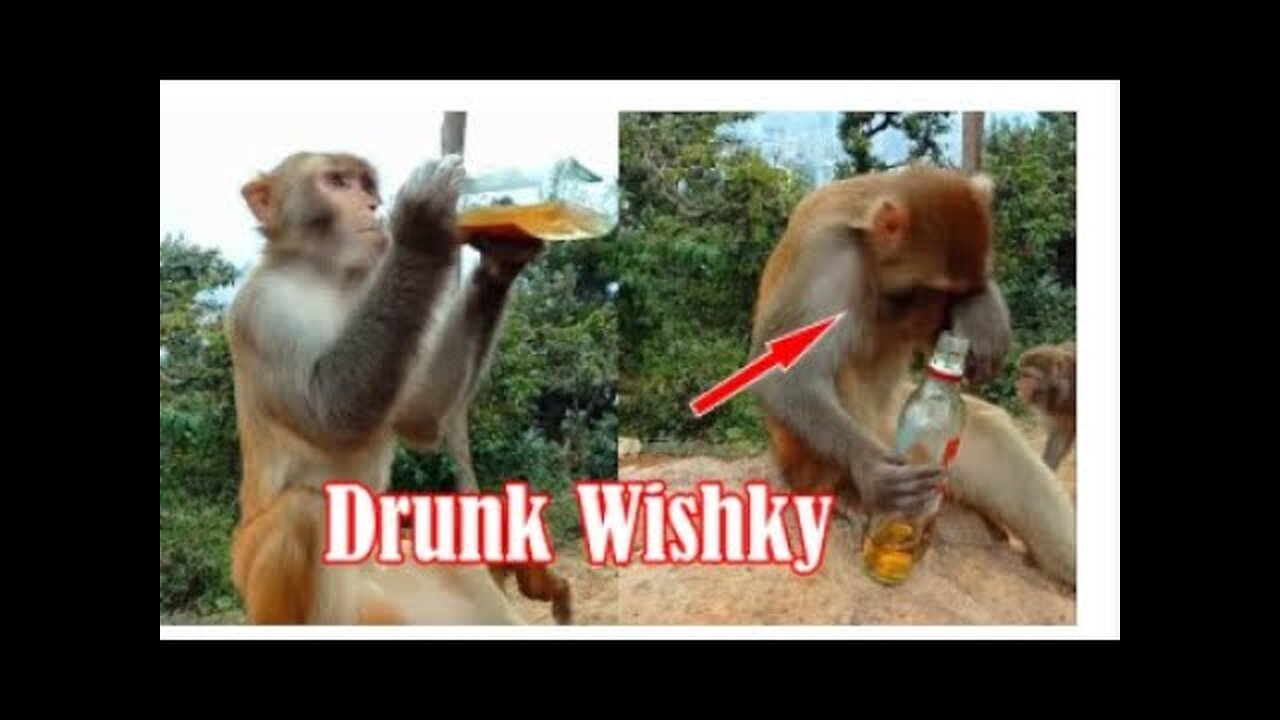 Funny Monkeys 🙉 videos 😂 New Funny Video 2024