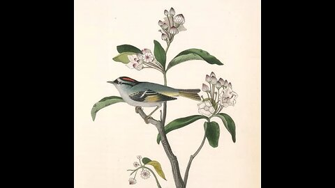 Cuvier's Kinglet